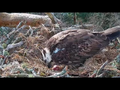 First egg of the season! Congratulations Loch of the Lowes Ospreys NC0 & Laddie! 4 Apr 2023