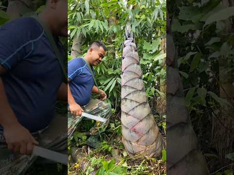 Giant Bamboo Shoot #satisfying #shot