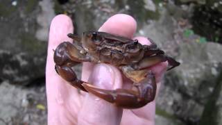 preview picture of video 'Crab from a mountain stream in the northern Philippines (HQ)'