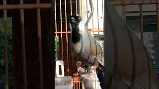 Download lagu Poksay hongkong Jantan terpancing poksay hongkong betina mp3