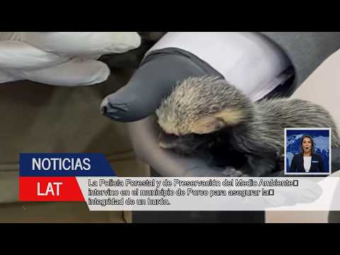 Rescate de Hurón en Porco: Pofoma Advierte sobre Tenencia Ilegal de Fauna