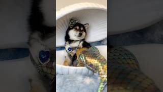 Download lagu Manyu's Cleaning Spa ASMR | Manyu's Stunning Mermaid Transformation! mp3