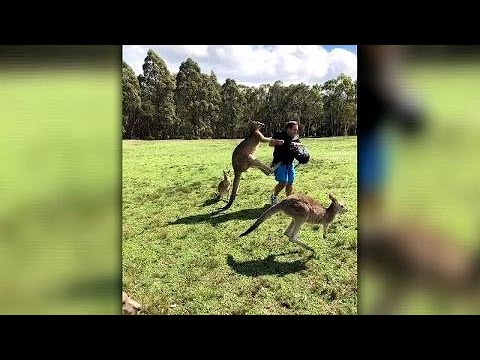 Carrot-addicted kangaroos take out aggression on tourists