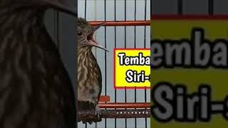 Download lagu tembakan pedas tajam untuk masteran burung lomba mp3 Download lagu tembakan pedas tajam untuk masteran burung lomba mp3