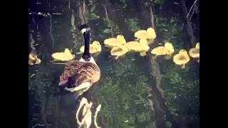 At the lake - geese and puppy.