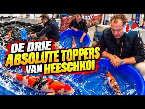 Videostill van drie koi uit de winkel bij Heeschkoi