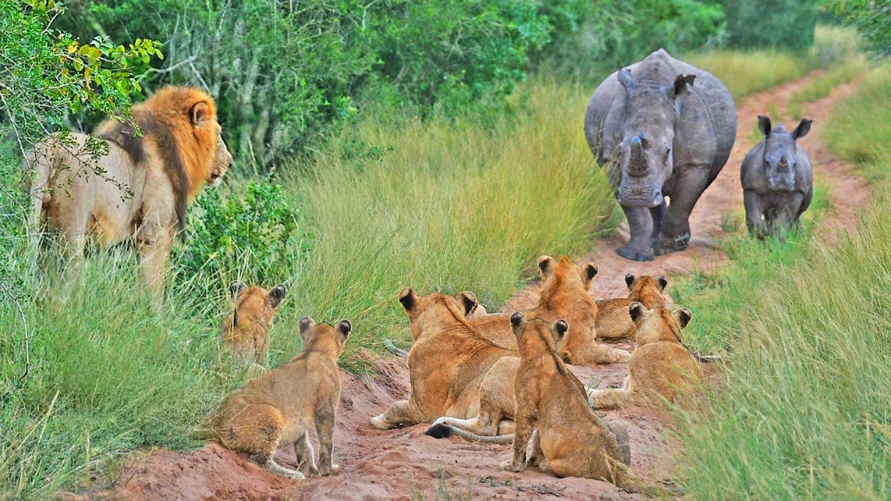 Rhino Baby Teaches 10 Lions That He's The King of The Road