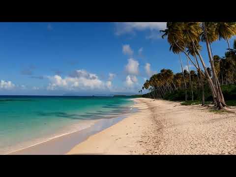 Tropical Beach with Palm Trees - Free Stock Footage [NEEDVID]