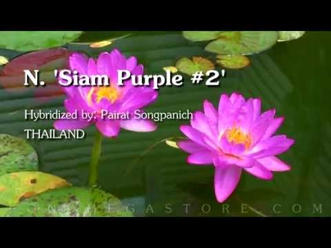 download lagu mp3 mp4 Hardy Purple Water Lily, download lagu Hardy Purple Water Lily gratis, unduh video klip Hardy Purple Water Lily