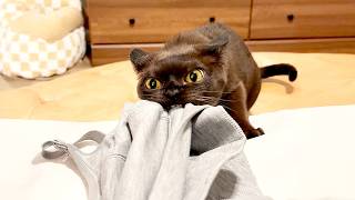 My CAT Steals Underwear 😂 | FUNNIEST of the Week