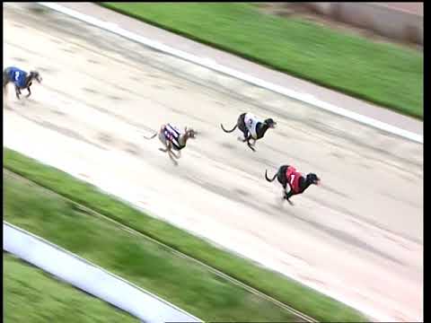 2017 WILLIAM HILL ST LEGER - HEAT 5 - T1 RUSSELENA REGGIE