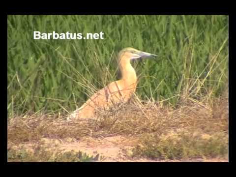 Garcilla cangrejera ( Ardeola ralloides ) Squacco heron