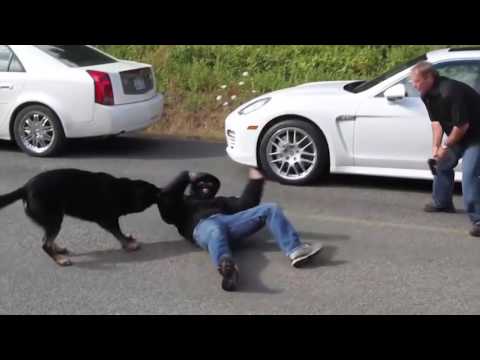 Protection Dog - Always Prepared with The Best Protection Dogs from Kraftwerk K9