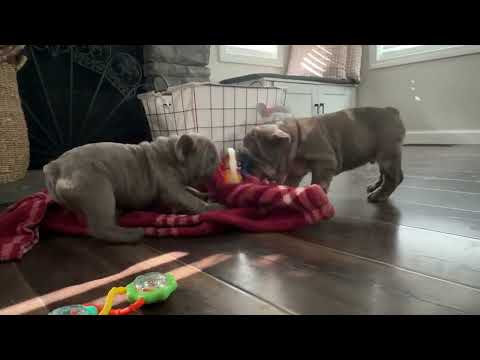 Video 5