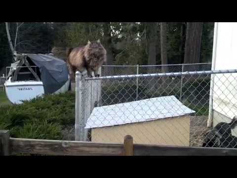 YouTube video about: Can cats climb chain link fence?