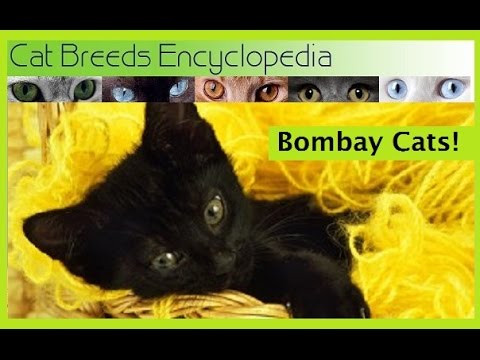 Bombay Cats 10 Quick Facts- Cat Breeds Encyclopedia