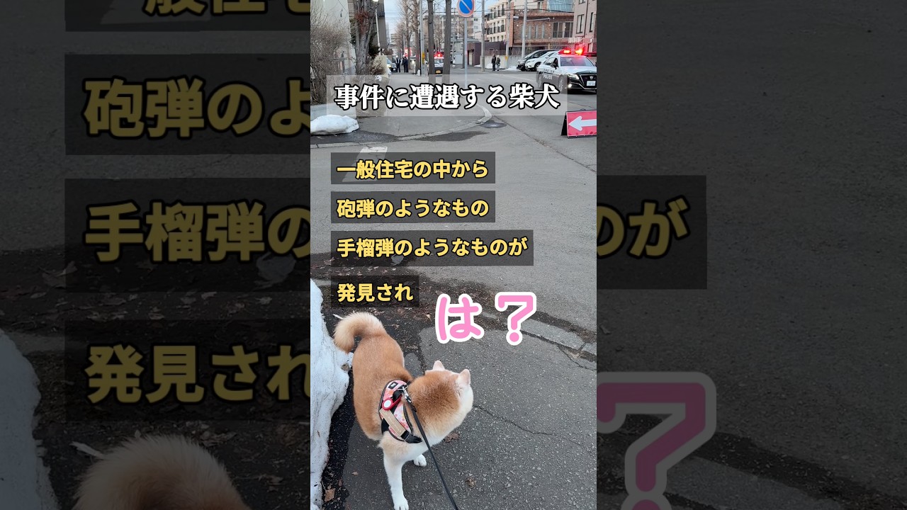 事件に巻き込まれた柴犬 #shorts