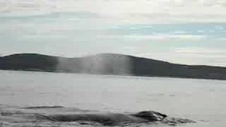 preview picture of video 'Humpback Whales in Aasiaat, Greenland'