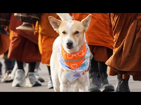 Happy Peace Day☮️ 2/2/2026