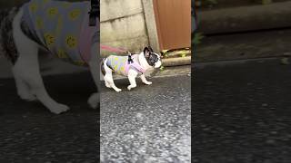 １日ぶりのお散歩に勢いよく飛び出すフレブル🐾