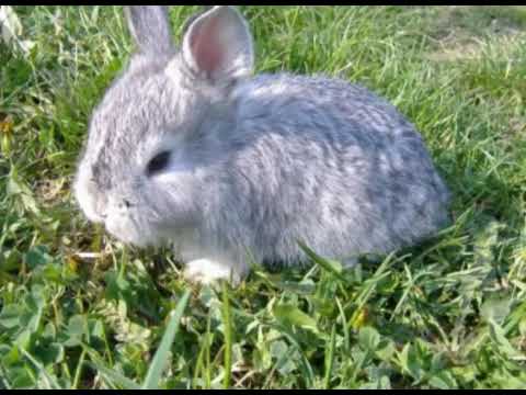 Top 6 cele mai mici rase de iepuri