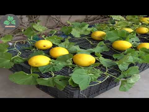 Unlocking the Secret to Abundant Cantaloupes (Honey Melon) in Plastic Bottles Farming Ideas 🏡🍈🌱