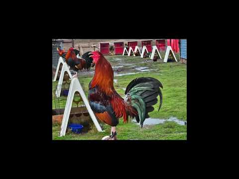 gallos hatch kelso Albany sweater jccorsicana tx