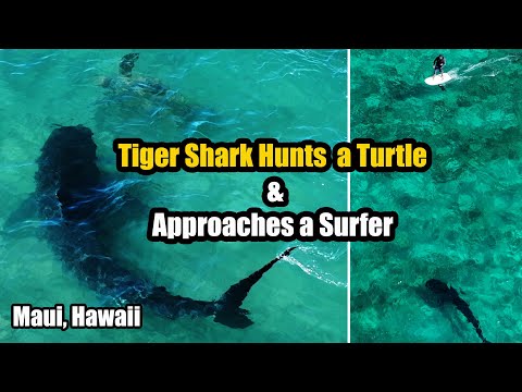 Incredible Footage of Tiger Shark Near Shore in Maui, Hawaii