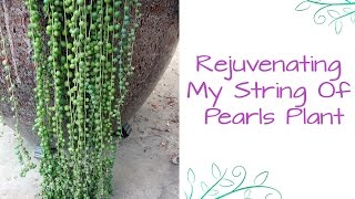 Rejuvenating My String Of Pearls Plant