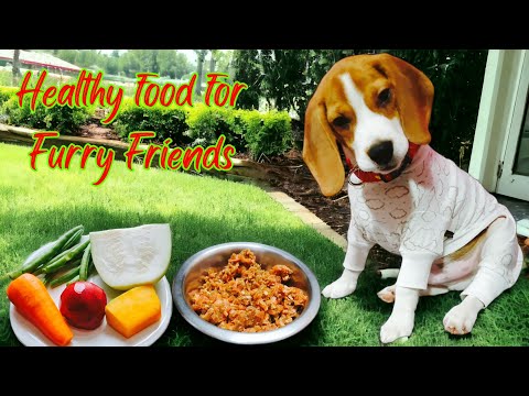 Best Homemade Dog Food for Beagle Dog