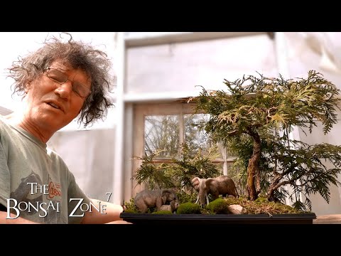Pruning Three Different Cedar Bonsai, Part 3  The Bonsai Zone, April 2020