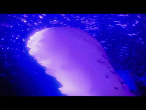 Maison Ware - Love Somebody (feat. Fluir)