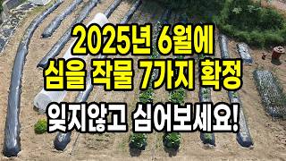 2025년 6월에 심는작물 추천 놓치면 후회할 7가지 작물 엄선해 보았습니다