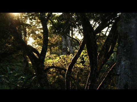 Nature as a Creative Powerhouse | Shailaja Gangwar | Platform For Artists