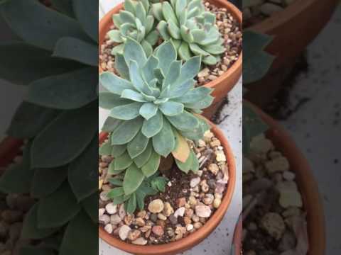 Soft succulent collection part 1