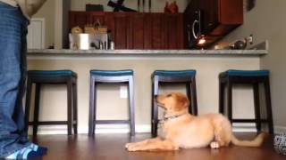 Piper (Female Golden Retriever Puppy) Training