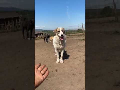 Cosmin Update #2 Hope for Future