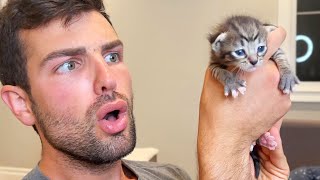 My Ex Boyfriend Moves Back In & Meets My Foster Kittens