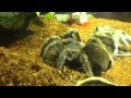 H Raka Digging A Burrow