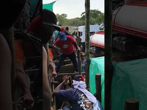 desamarrando el primer toro,para la corrida taurina de hoy, arenal bolivar.