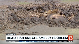 Dead Fish in Castleton Create a Smelly Problem