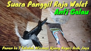 Download lagu Suara Panggil Raja Walet Suara Inap Ratu Panen Sarang Burung Walet 2 Kali Lipat Suara Walet Asli mp3