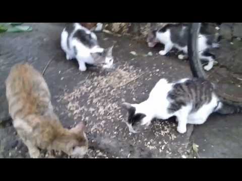 Foods Your Cat Can Eat (TUNA) - Kucing Makan Sisa Ikan Panggang (Naturalku)