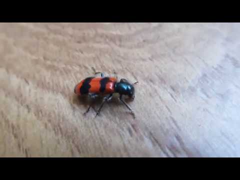 ЖУК МОГИЛЬЩИК (лат. Nicrophorus). Никита Нюняев (7 лет). Одесса июль 2018