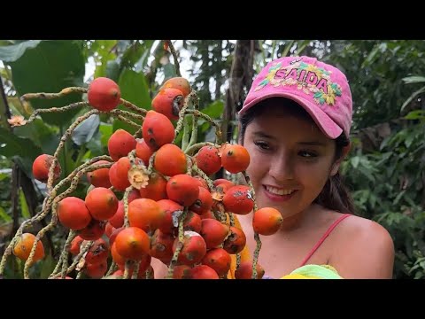 This is how Chonta is harvested ~ Saida ZC ~ 💚