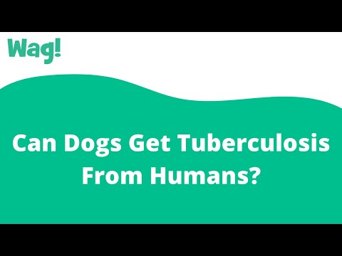 Can Dogs Get Tuberculosis From Humans? | Wag!