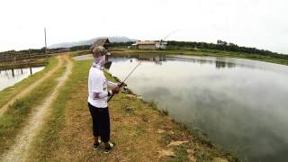 preview picture of video 'Siakap in Bedong Pond.'