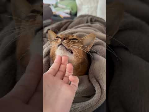 Marissa the cat likes to be under blanket when it gets cold #cat #catvideos #animals #purr #kitten