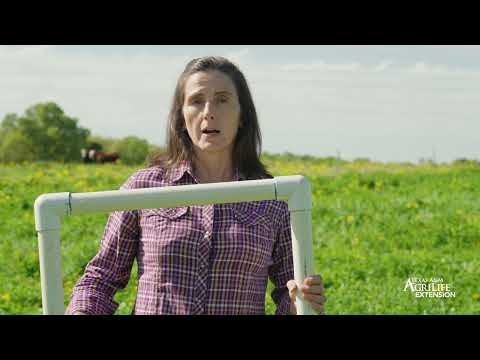 Cover Crops and Weed Reduction Result Demonstration_Overton_2025