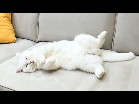 ごはんを３倍量食べた猫が動かなくなった…笑